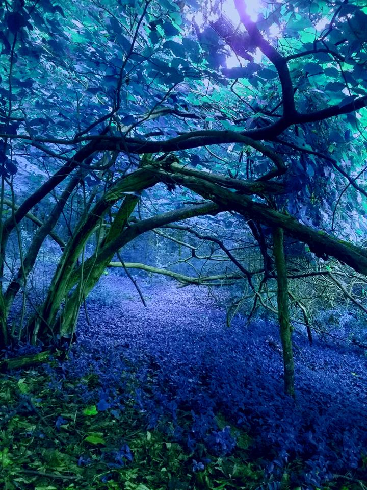 A wooded area with blue purple colors